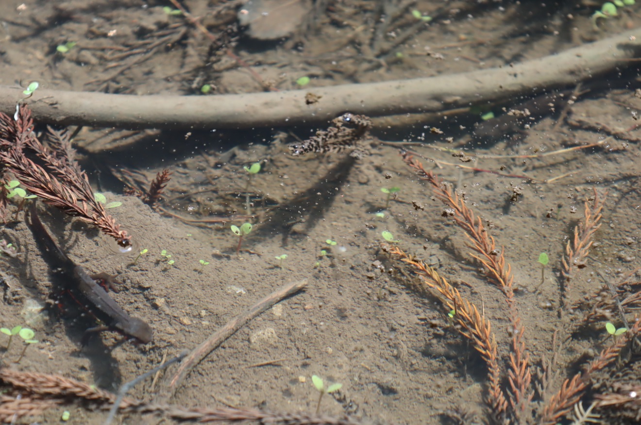 里山 H 山際のほんの一時的に出来た水溜まりに4匹のアカハライモリ _2022年4月6日 11時4頃_気温17度